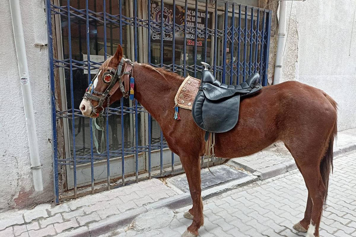 Ereğli’de alkollü at sürücüsüne 10 bin 111 lira cezası yazıldı