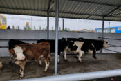 Ereğli’de hayvan pazarı karantinaya alındı!